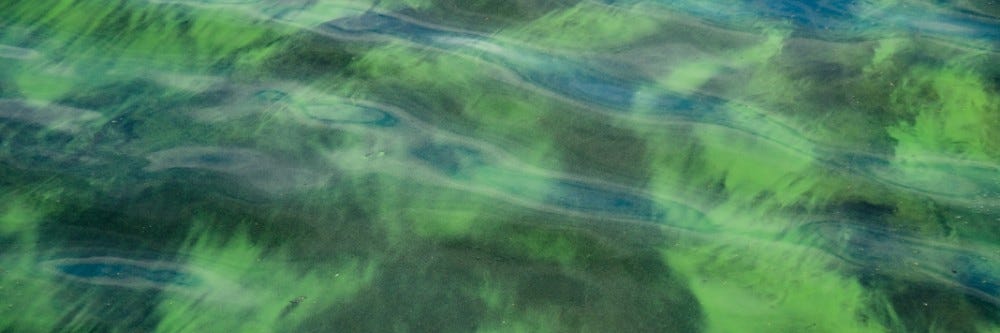 algae in water shutterstock