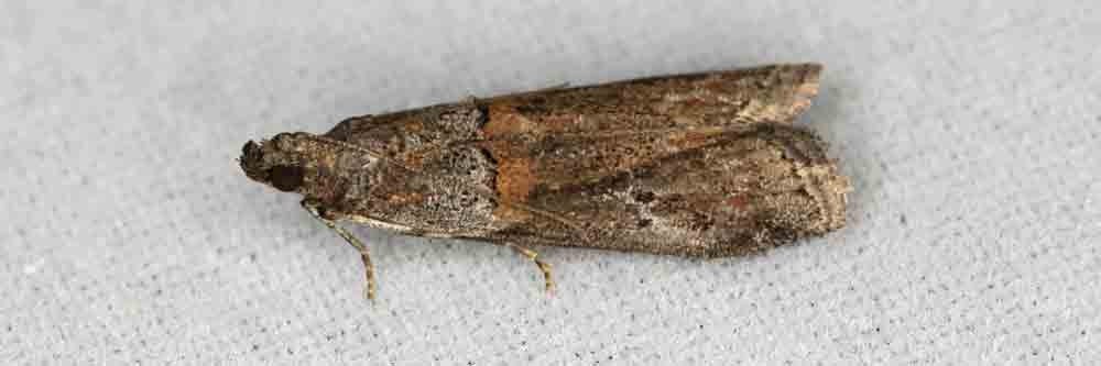 almond moth identification how to get rid of almond moths