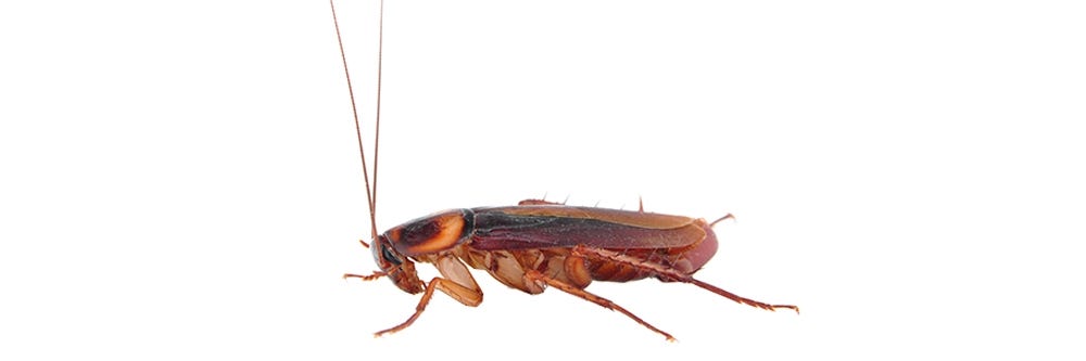 A single American cockroach 