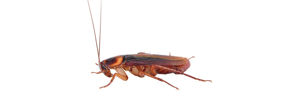 American Cockroach