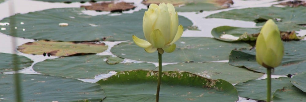 American Lotus ID