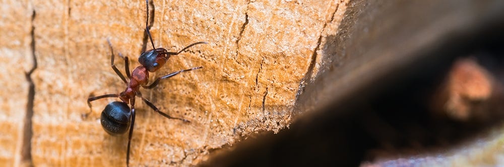 Ant on Firewood