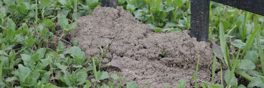 Ant mound in a yard