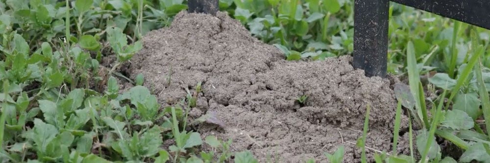 Ant Mound