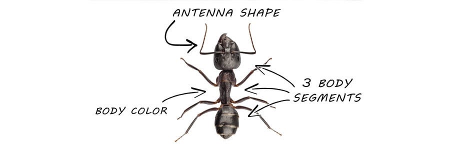 ant identification solutions