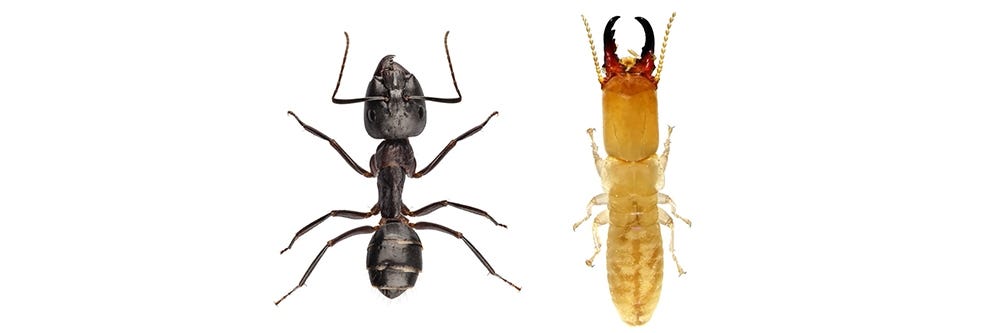 Ants vs Termites Body Segments