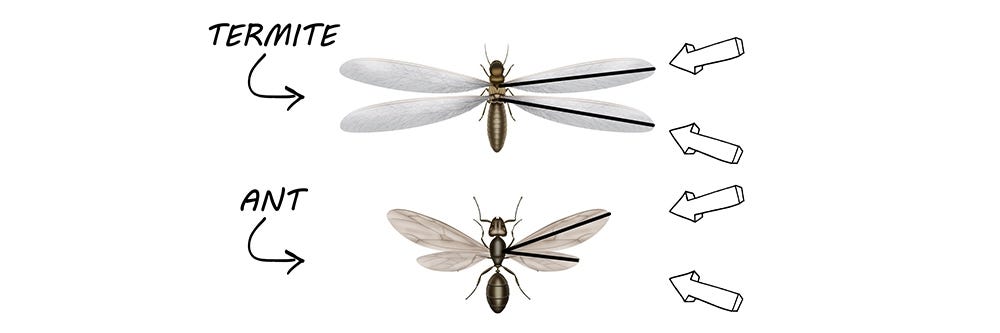 Ants vs Termite Wing Comparison