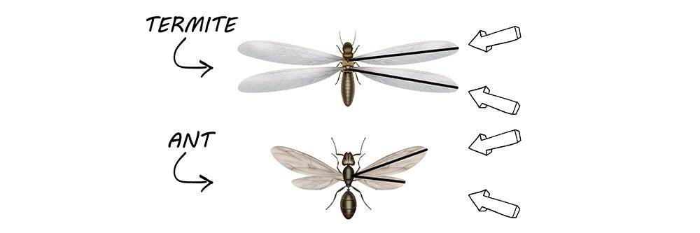 Ants vs Termite Wing Comparison