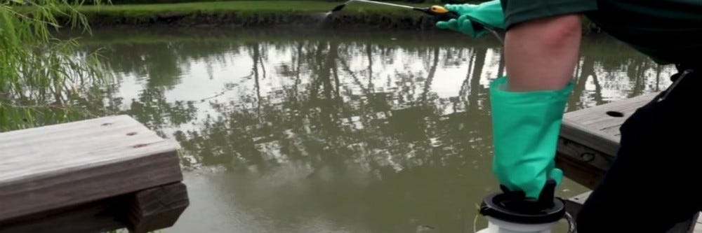 Spraying Cutrine Plus Algaecide on pond