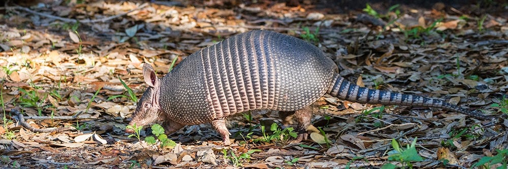 Armadillo in Wooded Area