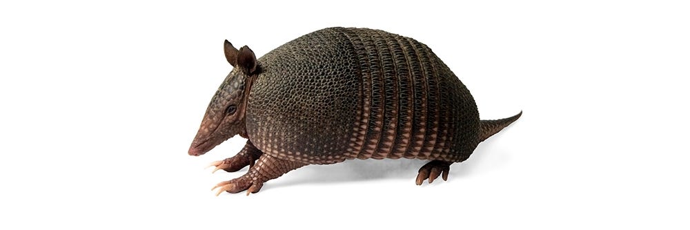 Armadillo on White Background