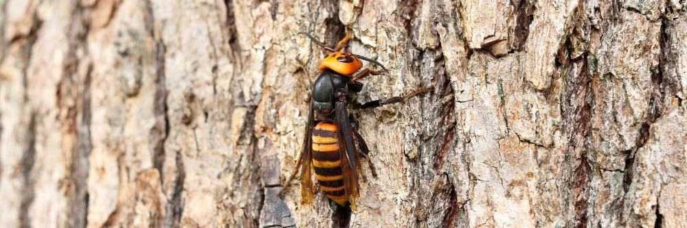 Asian Giant Hornet on Tree