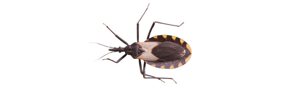 how to get rid of assassin bugs