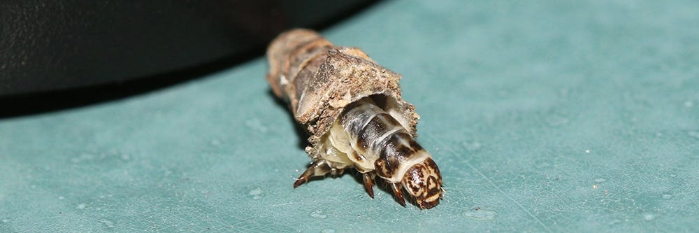 Bagworm on Table