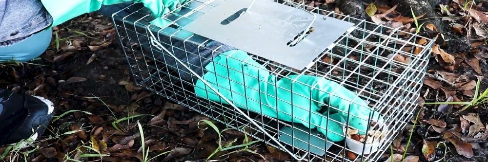 Baiting and arming squirrel trap