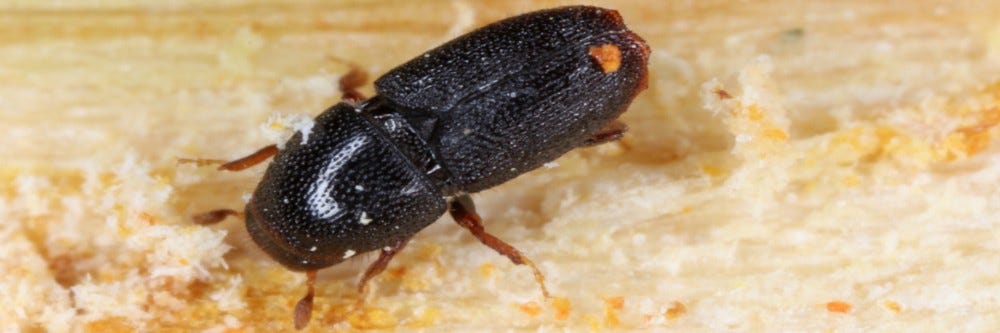 Close up of a Bark Beetle