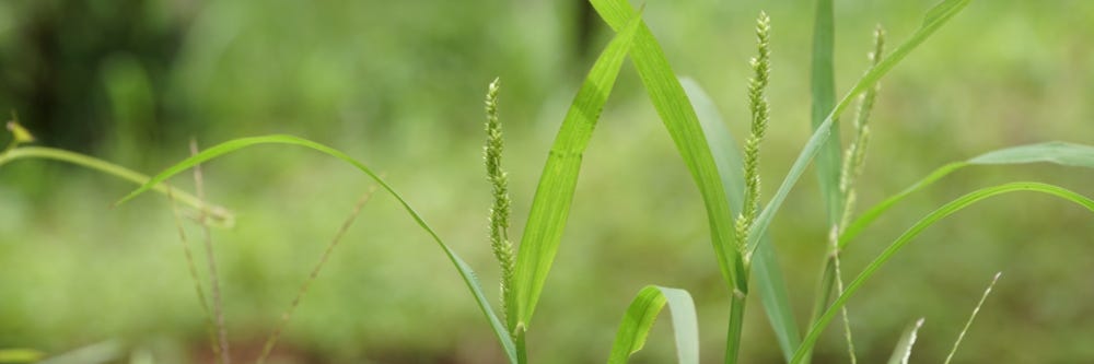 Barnyardgrass Barnyardgrass ID