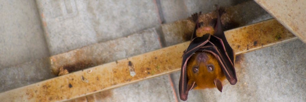 Bat Hanging Upside Down