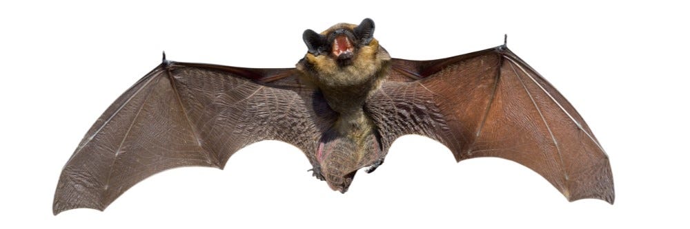 Bat identification