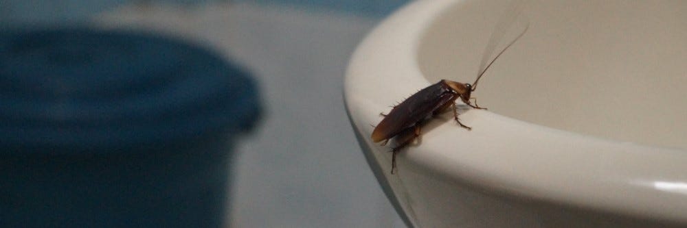 Cockroach in bathroom