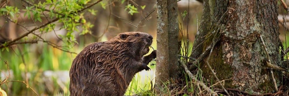 beaver prevention how to get rid of beavers