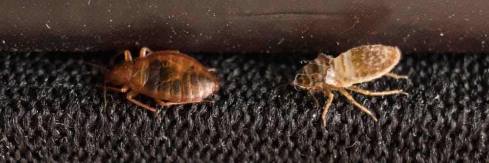 Bed Bug Identification - Body and Skin Shell