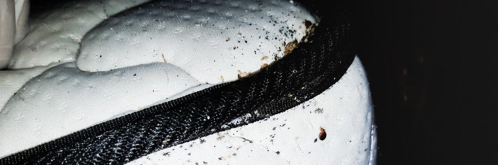 Spraying Bed Bugs with Fireback Spray Bed bugs on mattress