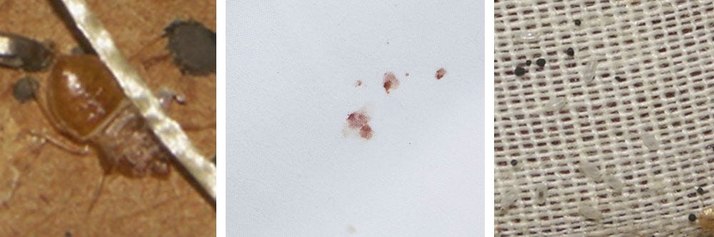 AmCan helps tackle Bed Bug problems