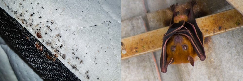 Bed Bug and Bat Bugs Habitats Bed Bug and Bat Bugs Habitats