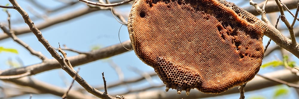 Bee Hive in Tree