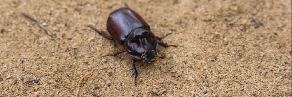 beetle on ground