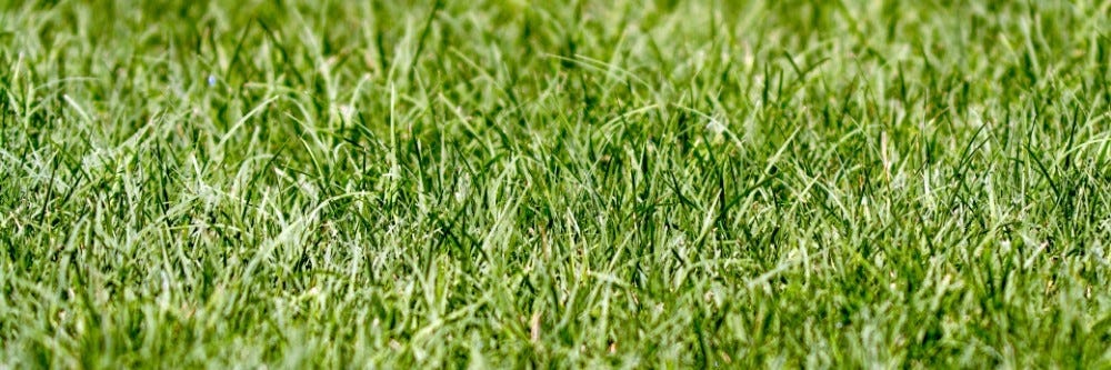 Bermudagrass up close for inspection