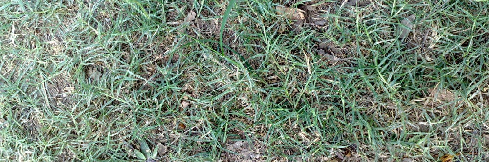 bermudagrass up close