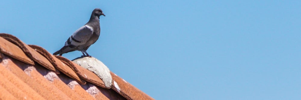 Bird on roof of home