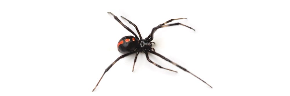 Black Widow on White Background Black Widow on White Background