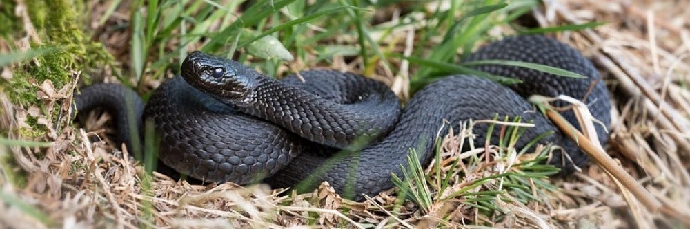 Black snake in the grass