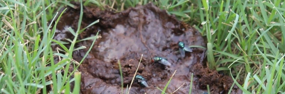 blowfly breeding grounds in yard