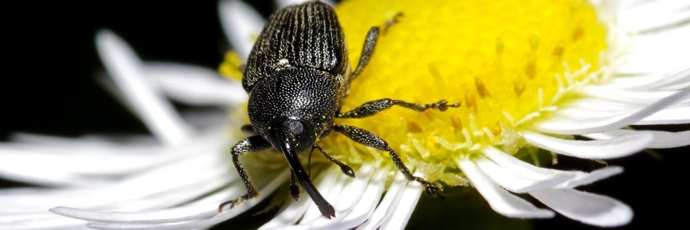 Boll Weevil on a flower