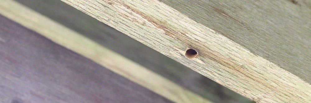 Bore Hole in Wood from Carpenter Bee