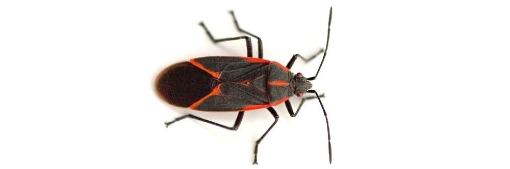 Boxelder Bug ID