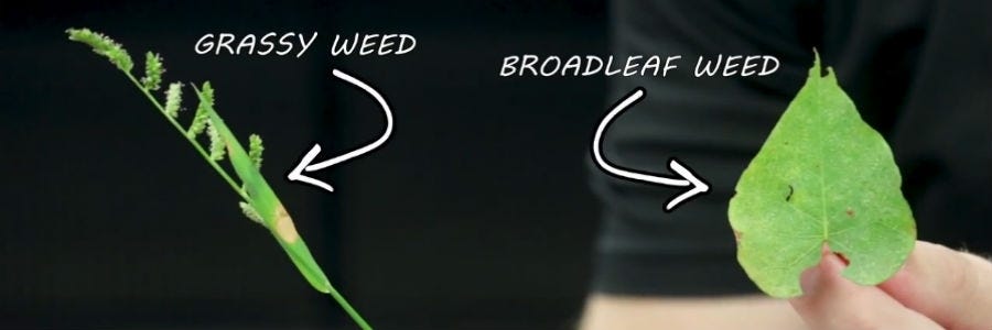 Grassy weed and broadleaf weed comparison.