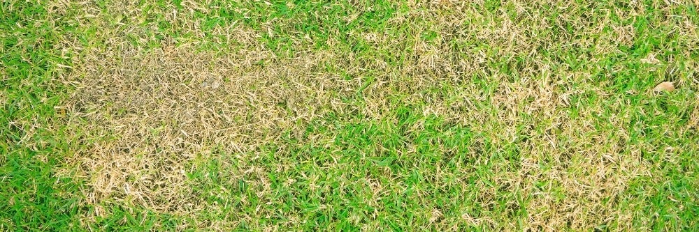 Gopher Activity Gopher Activity