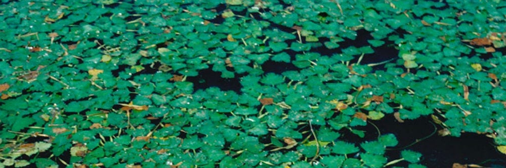Buckthorn on Pond Surface