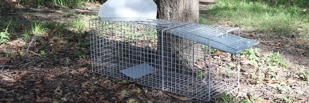 Empty Trap Against a Tree
