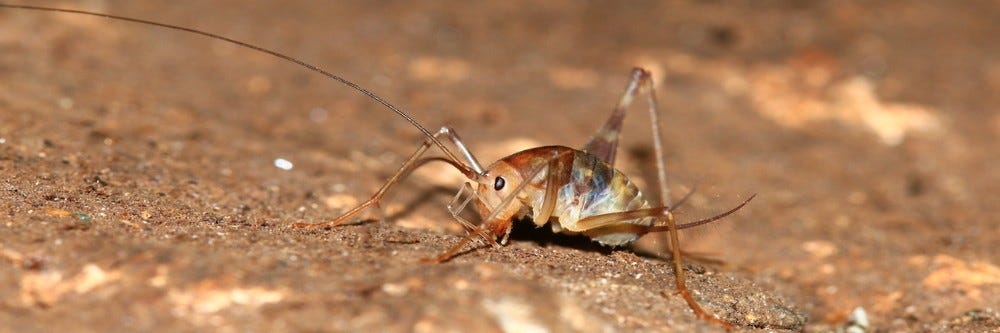 Camel Cricket