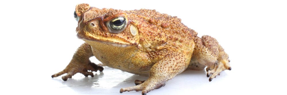 Cane Toads identification