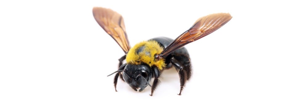 Carpenter Bee on white background