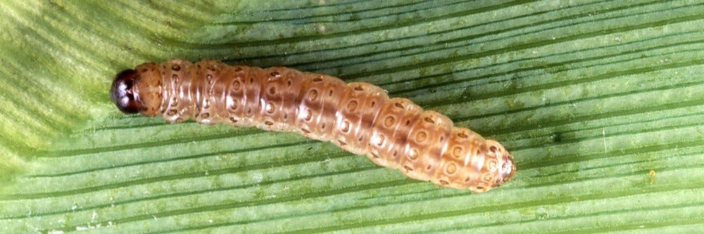 Caterpillar