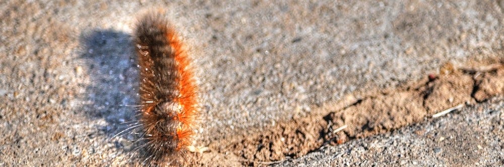caterpillar publicdomainpictures
