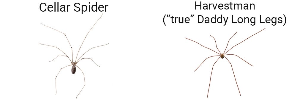 Cellar Spider VS Harvestman Daddy Long Legs